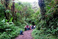 Monteverde Cloud Forest Natural History Hike