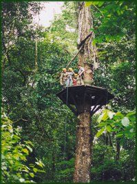Canopy tour zipline platform