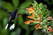 Visit the Hummingbird Gallery and see numerous varieties of "hummers".