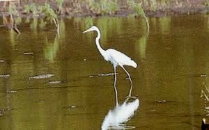 Palo Verde National Park, reserve for some of the most extensive wetlands in Costa Rica and refuge for this heron and thousands of other migrant and resident water birds, numerous land birds, and many other animals.