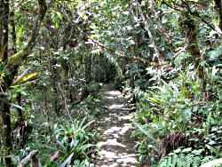 Quetzal Reserve Trail in the Alta Verapaz Cloud Forest, Guatemala