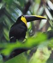 Toucan, one of 500 species of birds found in Belize.