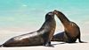 Sea Lions, Galapagos Yacht M/Y Natural Paradise