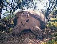 Galapagos giant tortoise, namesake of the Galapagos Islands