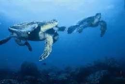 Galapagos Marine turtles