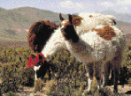 Llamas in the Peruvian Andes