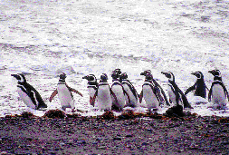 Casual attire: only these Magellan Penguins at Otway Sound, Chile, and tango dancers wear tuxedos.