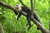 Monkey, Arenas del Mar Beach & Nature Resort, Manuel Antonio, Costa Rica