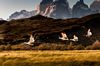 Birdlife, Awasi Patagonia Hotel, Torres del Paine National Park, Chile