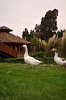 Geese, La Casona Vina Matetic Hotel, Lagunillas, Casablanca, Chile