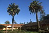 Palm Trees, La Casona Vina Matetic Hotel, Lagunillas, Casablanca, Chile