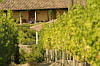 Vineyard, La Casona Vina Matetic Hotel, Lagunillas, Casablanca, Chile