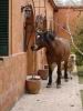 Horse & Sheep Welcoming Committee, Finca Adalgisa Hotel, Mendoza, Argentina