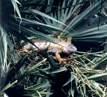 Iguana in the Cockscomb Basin Wildlife Sanctuary, Belize