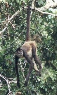 See monkeys up close on the Cave & Jungle Adventure, Hamanasi Lodge, Dangriga, Belize