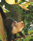 Monkeys are everywhere in the rainforests of Central and South America
