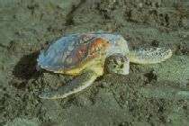 Sea turtle nesting on the beach