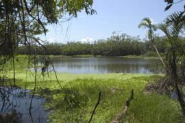 Marshes along the Yanayacu River