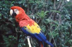 Beautifully-colored parrots are easily spotted on the Pacaya River boat trip.