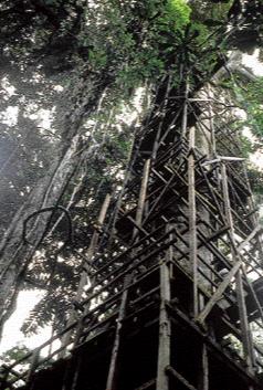 130 foot Jungle Observation tower, Sacha Lodge, Ecuador