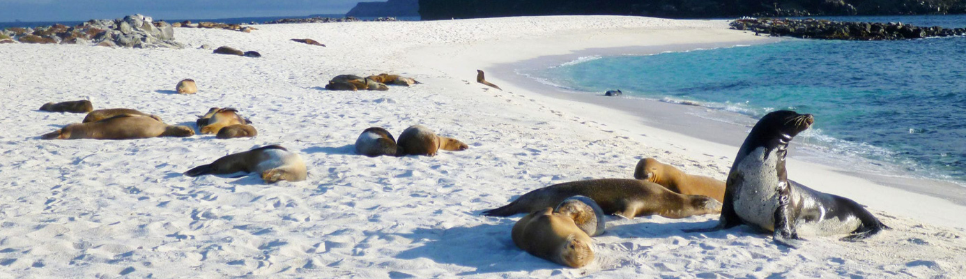Sea Lions on the beach, Galapagos Islands