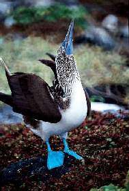 Blue-footed Boobie sky-pointing