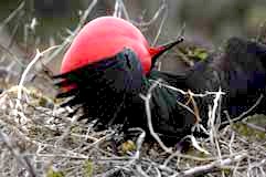 Magnificient Frigate Bird