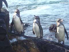 Galapagos Penguins