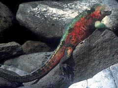 Galapagos Land Iguana