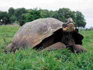 Giant Galapagos Land Turtle