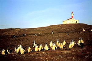 Penguins and the San Isidro Lighthouse