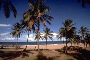 Pristine golden beaches of Recife