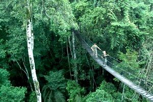 Rainforest canopy walkway, Reserva Amazonica Tambopata, Puerto Maldonado, Peru