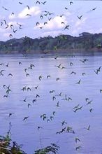 See an amazing abundance of wildlife while visiting Reserva Amazonica Tambopata, Puerto Maldonado, Peru