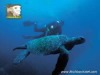Scuba Diving with the Giant Galapagos Tortoise, Galapagos Islands