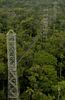 Rainforest Canopy Towers, Sacha Lodge, Napo River, Coca, Ecuador