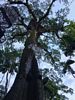 Rainforest Canopy Tree Tower, Sacha Lodge, Napo River, Coca, Ecuador