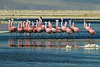 Flamingo Excursion, Tierra Atacama Hotel & Spa, San Pedro de Atacama, Chile