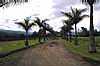 Palm-lined Driveway, Casa Turire Hotel, Turrialba, Costa Rica