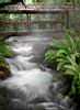 Steaming Gardens, Tabacon Hot Springs, Arenal, Costa Rica