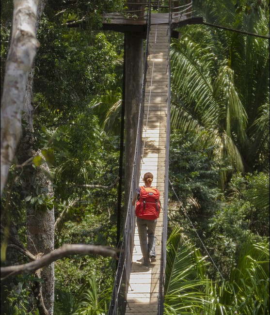 Bridge To Treehouse, Treehouse Lodge, San Juan Bautista Iquitos, Loreto, Peru