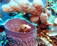 Southern Barrier Reef, Hamanasi Adventure & Dive Resort, Dangriga, Belize