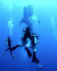Diving with Whale Shark, Hamanasi Adventure & Dive Resort, Dangriga, Belize